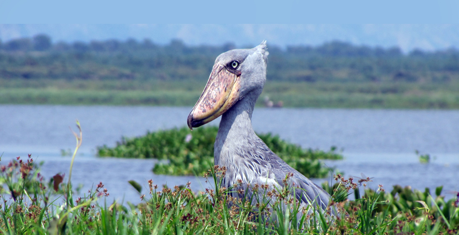 Lugogo swamp - Shoebill tracking Inside the Zziwa Rhino Sanctuary