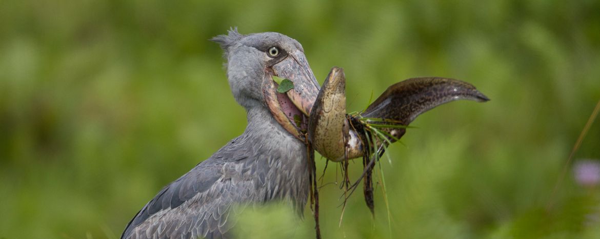 Best Places to film shoebill in Uganda - Shoebill tracking in Rwanda