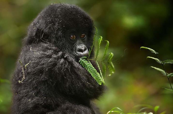 gorilla trekking In Bwindi Forest - Realm Africa Safaris - Gorilla trekking fees in Uganda
