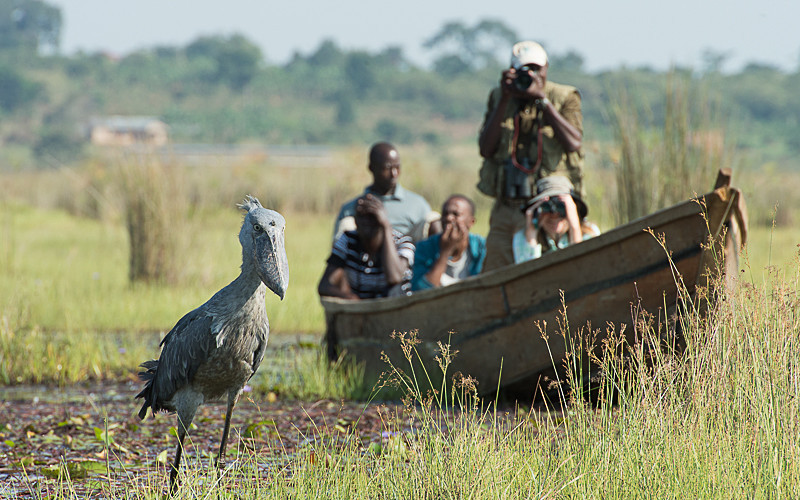 what to film in Entebbe - shoebill Filming In Mabamba Swamp