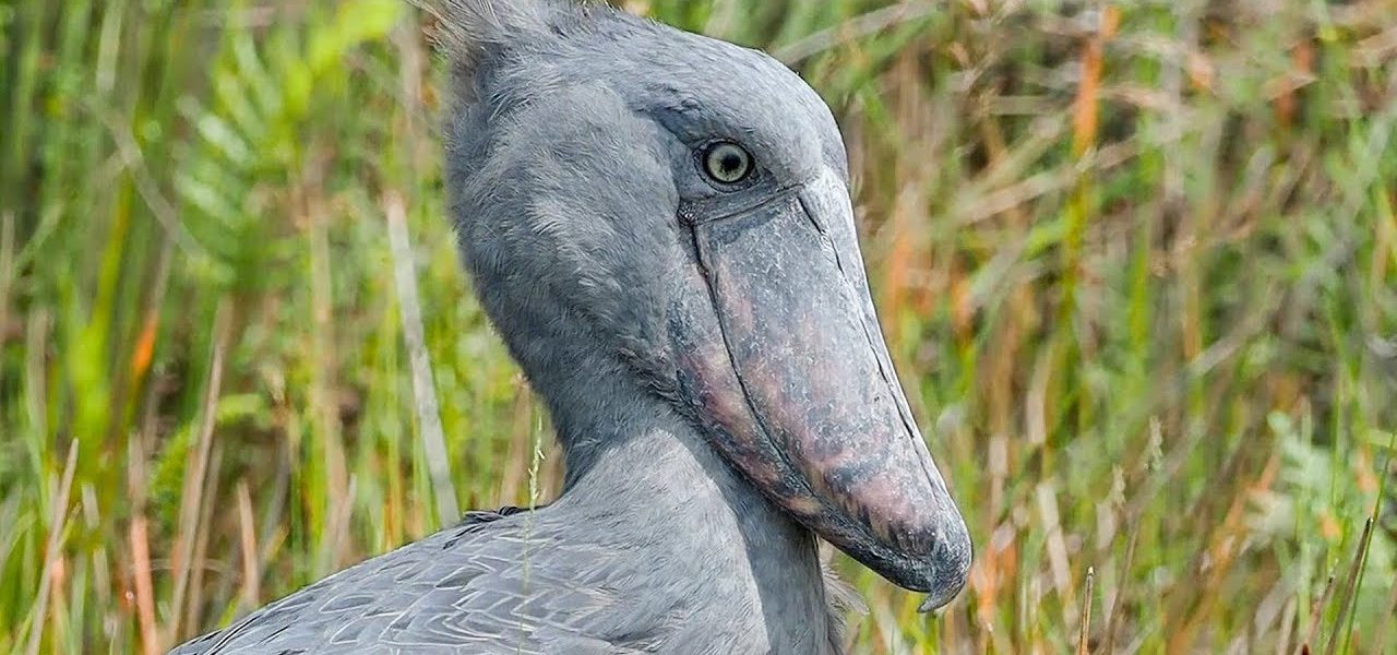 shoebill filming locations in Entebbe - shoebill filming Locations in Uganda