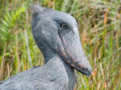 shoebill filming locations in Entebbe - shoebill filming Locations in Uganda