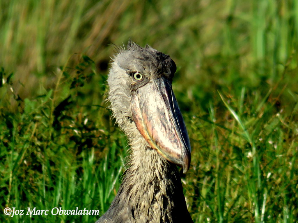 shoebill tracking In Makanaga swamp