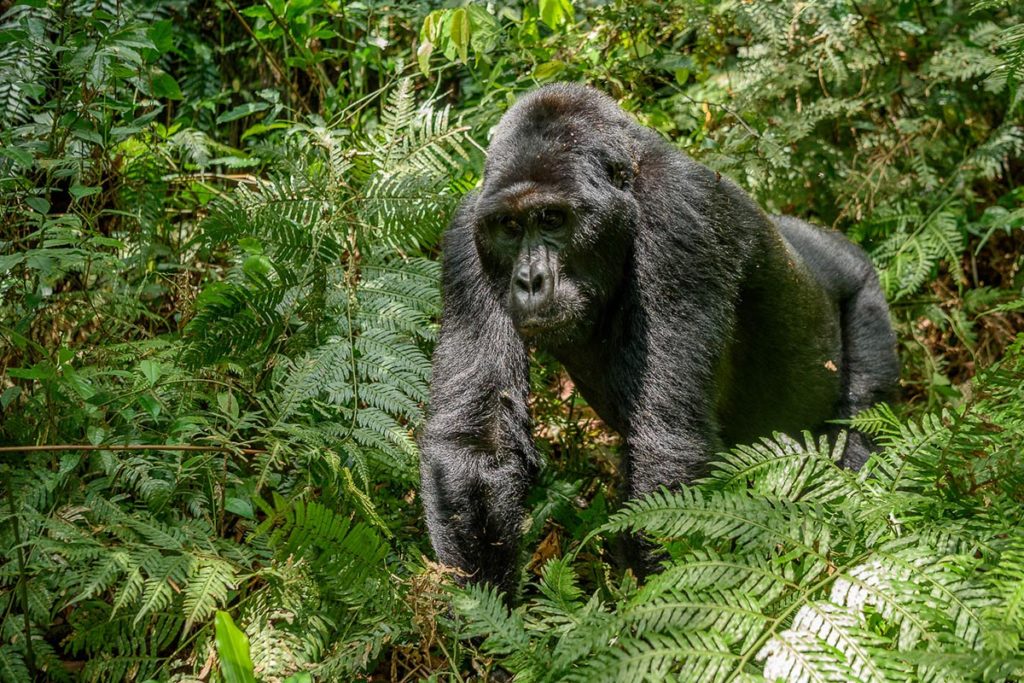 3 Days Gorilla Habituation Safari