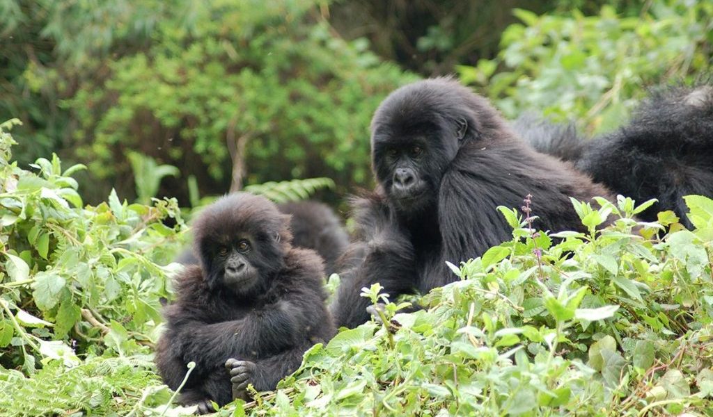 Travel after COVID-19 Best budget Gorilla Safaris | Best time to visit bwindi forest national Park