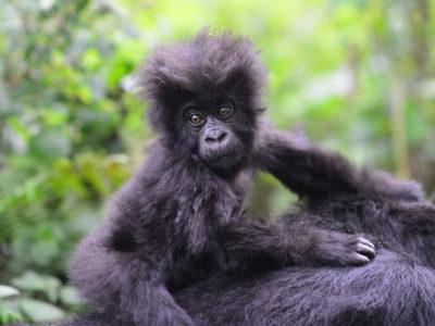 Budget Gorilla trekking In Rwanda