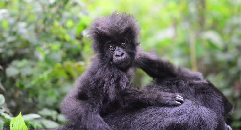 Budget Gorilla trekking In Rwanda