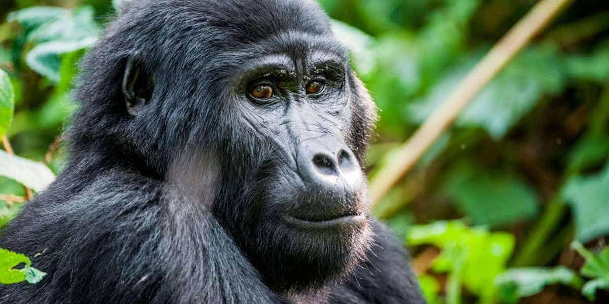 Discounted Gorilla trekking for expats