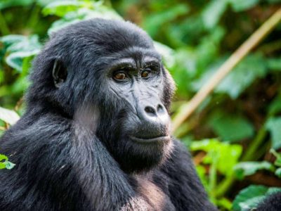 Discounted Gorilla trekking for expats