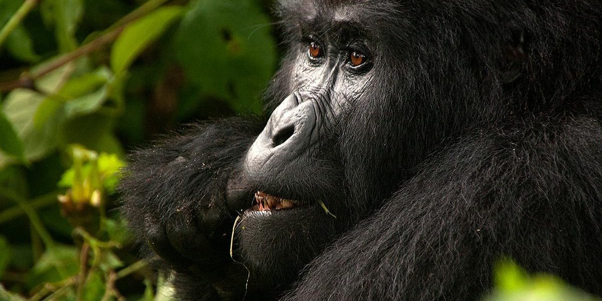 Gorilla Habituation Permits in Uganda