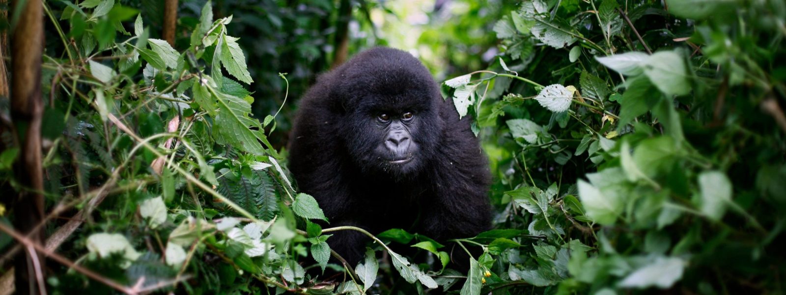 Gorilla trekking for Expats