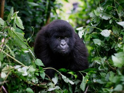 Gorilla trekking for Expats