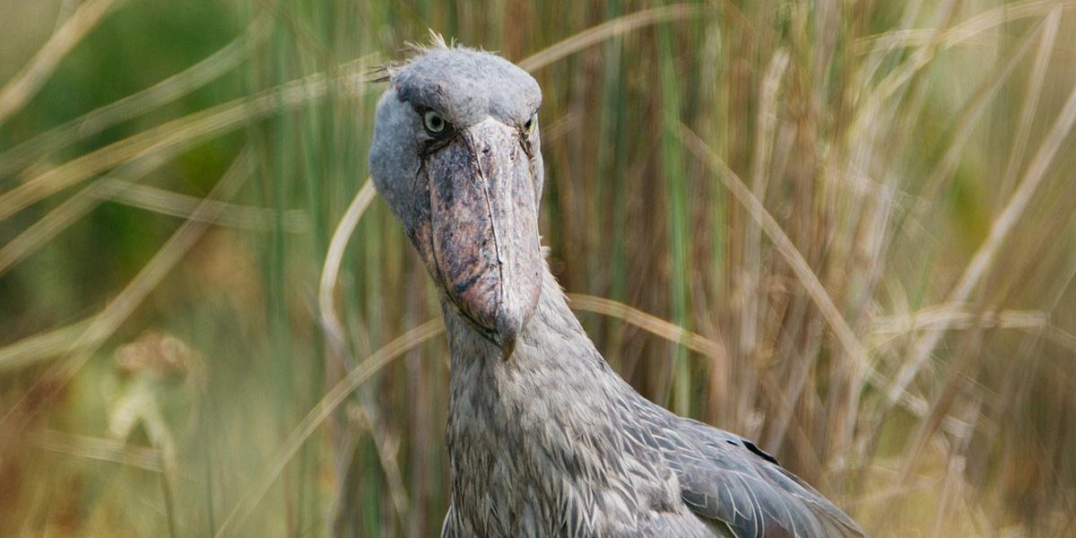 Shoebill filming In Entebbe