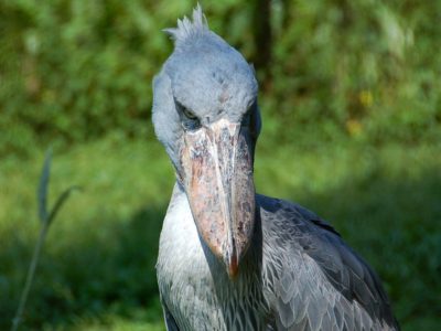 Shoebill filming at UWEC