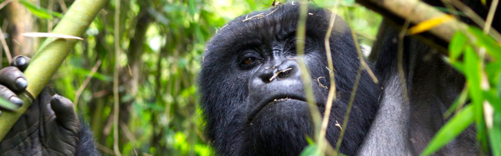 luxury gorilla trekking - 4 Days luxury rwanda gorilla safari
