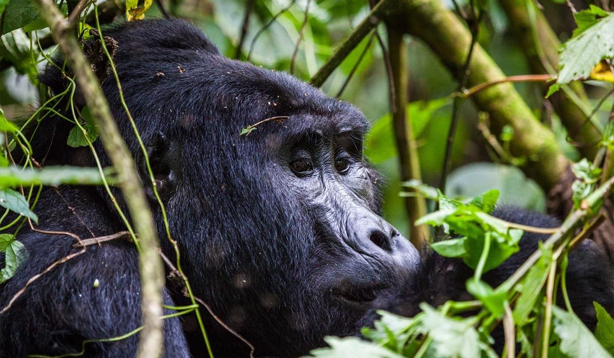 3 Days Budget Gorilla Safari at $1,140per person (Offer for 2024 - 2025)