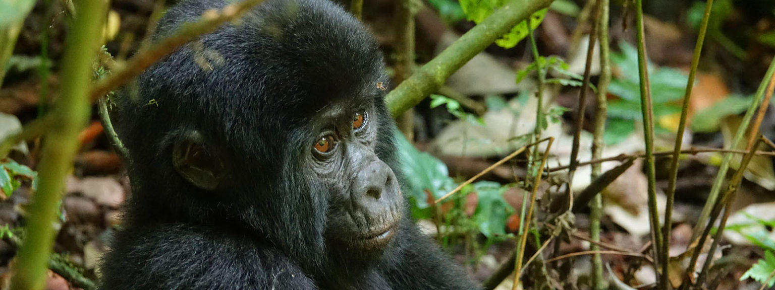 Budget Uganda Gorilla Safaris & Tours for 2021 - 2022 with ...