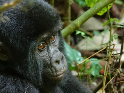 Budget Uganda Gorilla Safaris with Realm Africa Safaris