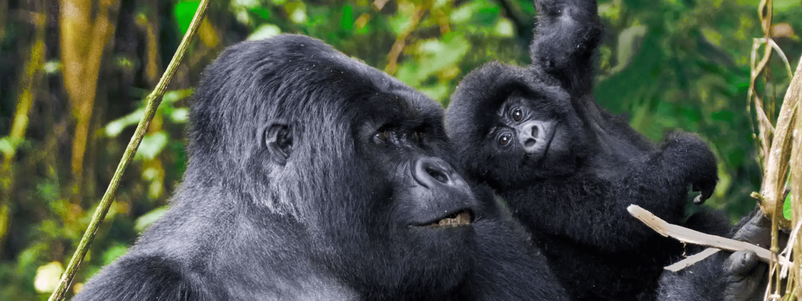 Gorilla Habituation for teenagers below 15 years