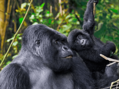 Gorilla Habituation for teenagers below 15 years