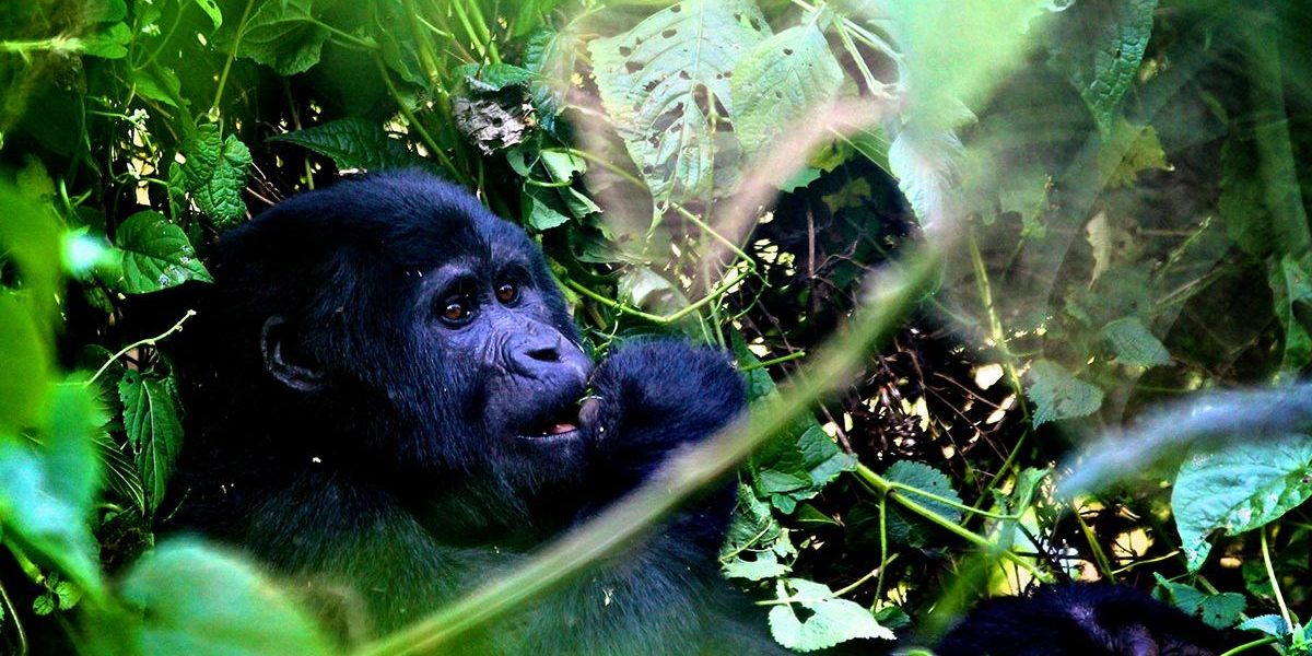 Gorilla Trekking for Kids below 15 years
