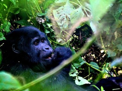 Gorilla Trekking for Kids below 15 years