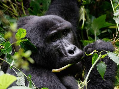 Gorilla permit prices