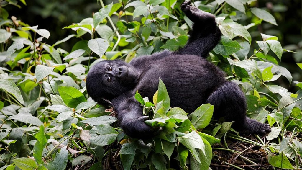 Gorilla trekking Deals