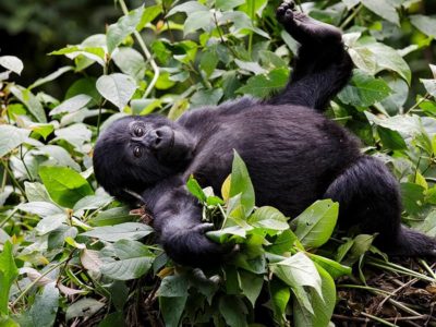 Gorilla trekking Deals