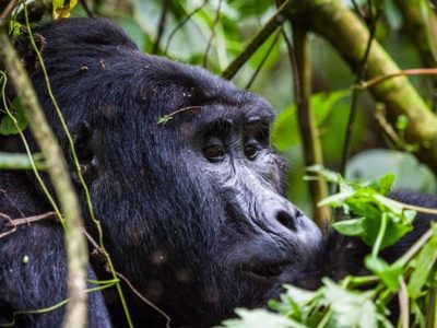 Habituated gorilla groups In Nkuringo