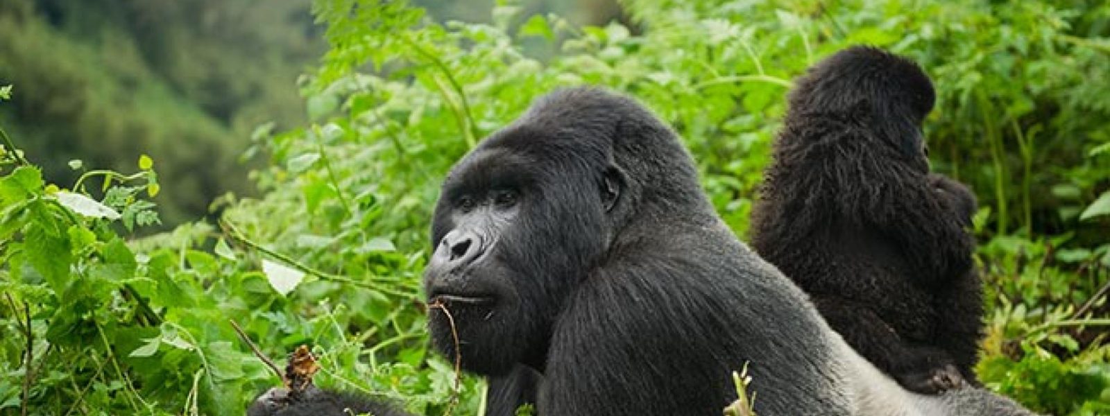 How to save money on a gorilla Safari (2)