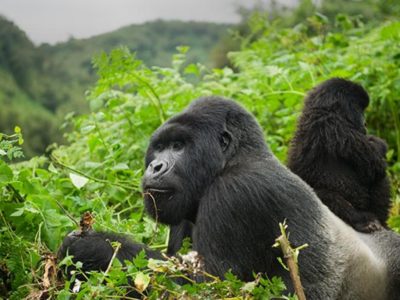 How to save money on a gorilla Safari (2)