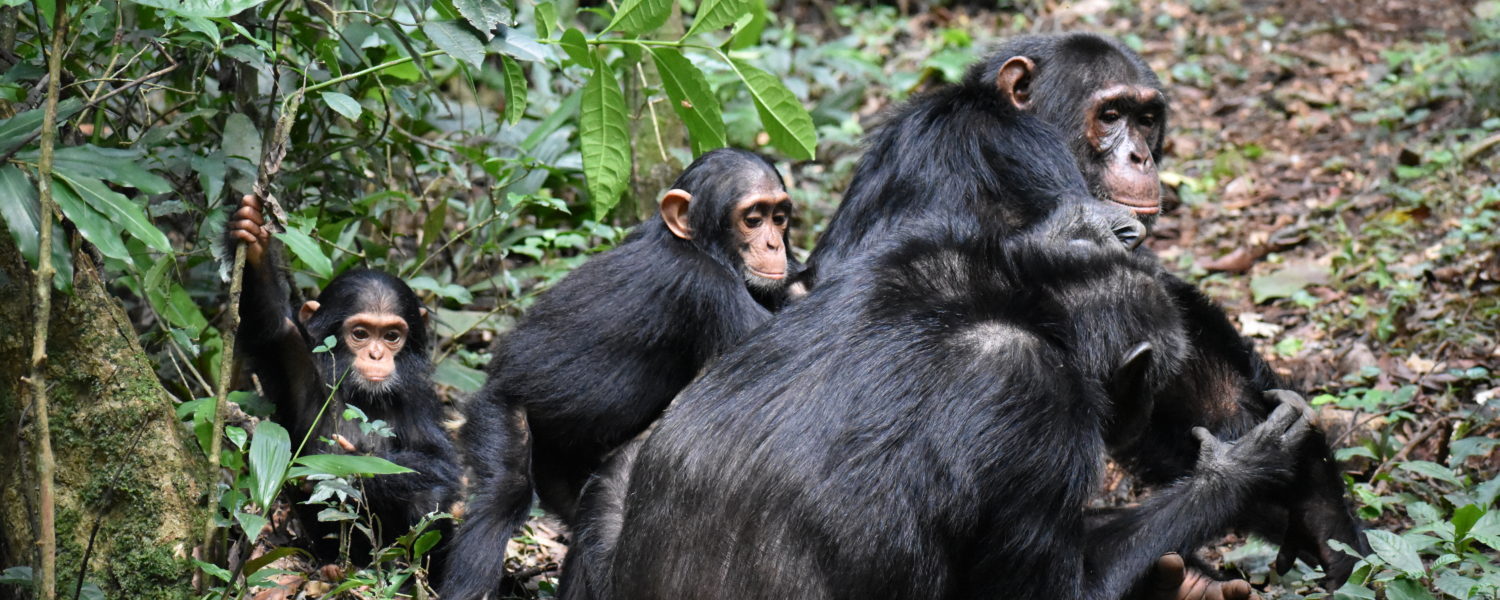 Ngogo chimpanzee Research Centre