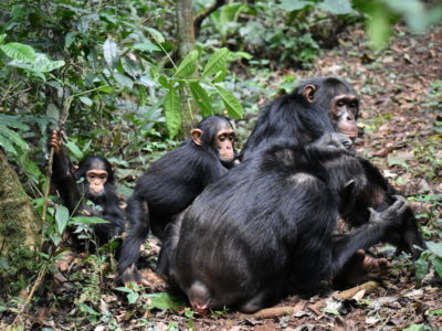 Ngogo chimpanzee Research Centre