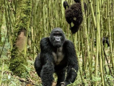 Blog | post lockdown gorilla trekking Regulations