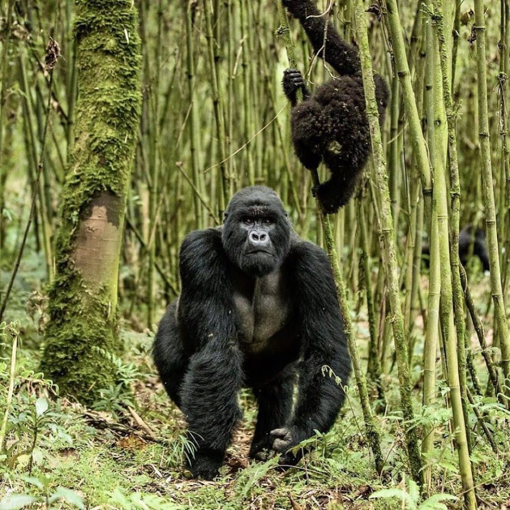 post lockdown gorilla trekking Regulations