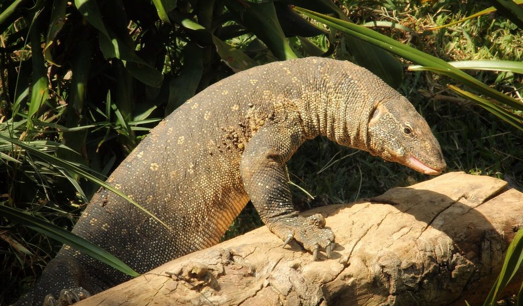 Reptile Filming on Ngamba Island -Best Places to film Reptiles in Entebbe