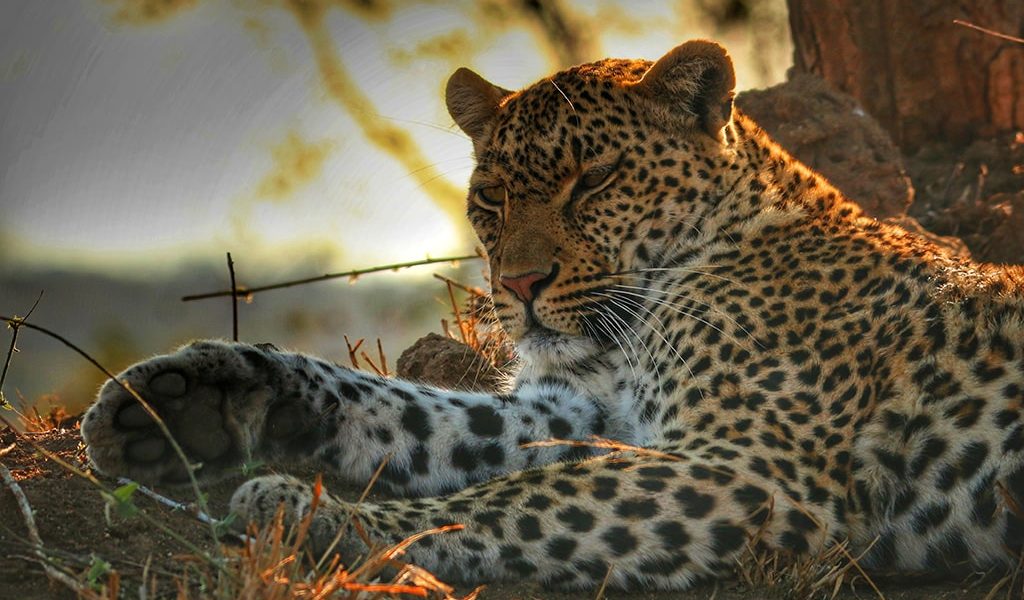 Leopard Filming In Entebbe