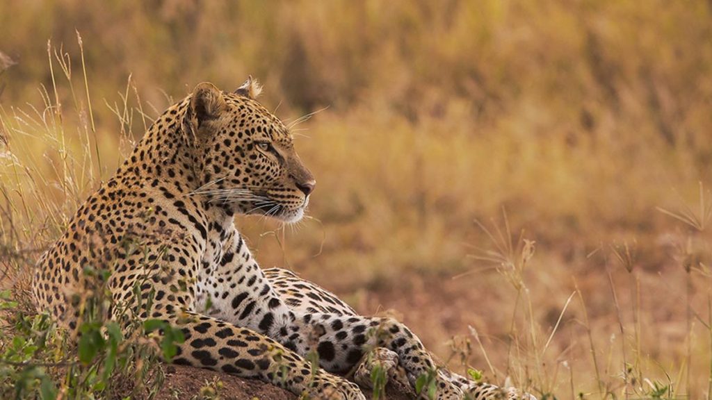 Leopard Filming In Uganda
