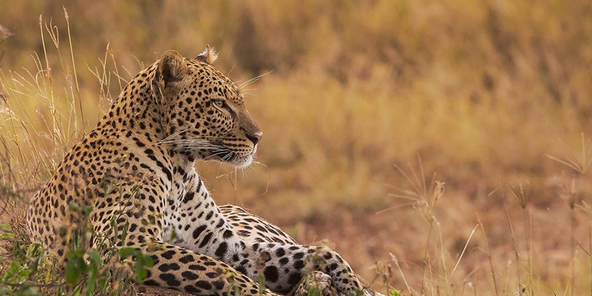 Leopard Filming In Uganda