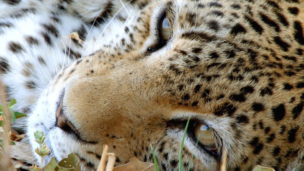 Leopard filming in rwanda
