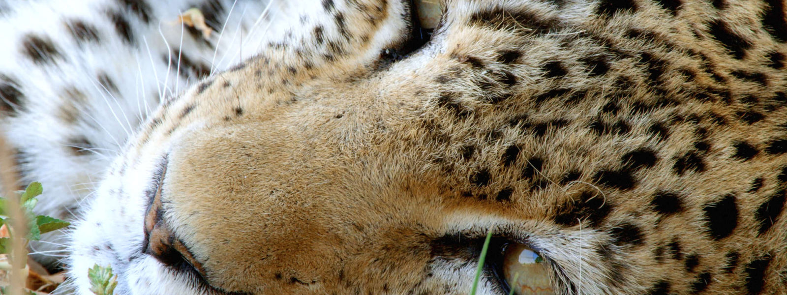 Leopard filming in rwanda