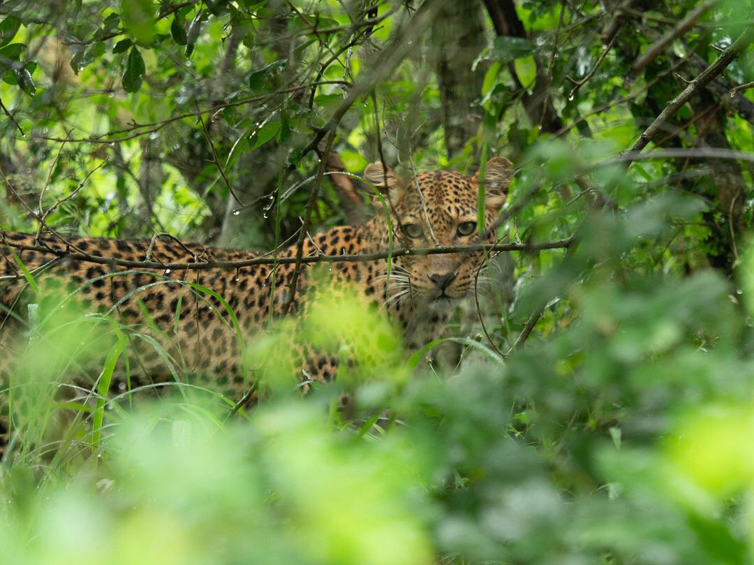 Leopards In Rwanda - The Best Place to track & see Leopards in Rwanda