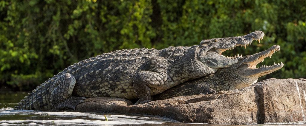 Nile crocodile - murchison Falls National Park