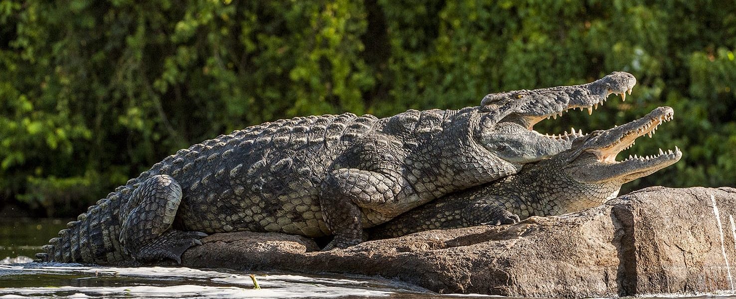 Nile crocodile - murchison Falls National Park