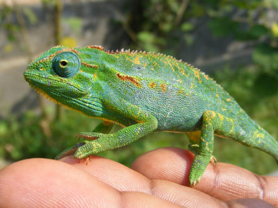 Reptile filming in Uganda