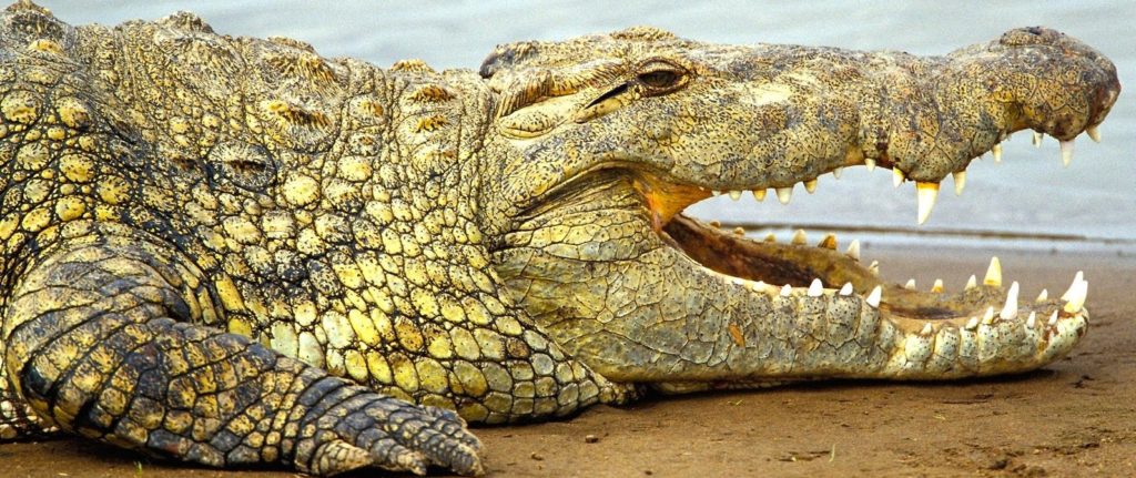Reptile filming in Uganda - crocodile Filming