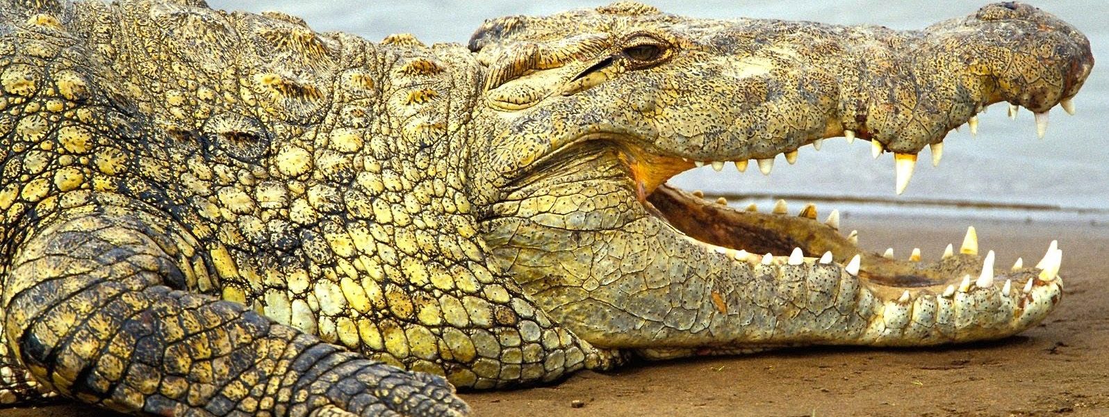 Reptile filming in Uganda - crocodile Filming