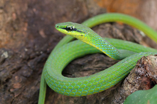 Reptiles found in Uganda - A list of reptiles found in Uganda