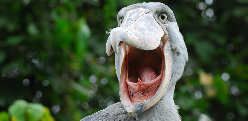 Shoebill filming in Lake Mburo National Park